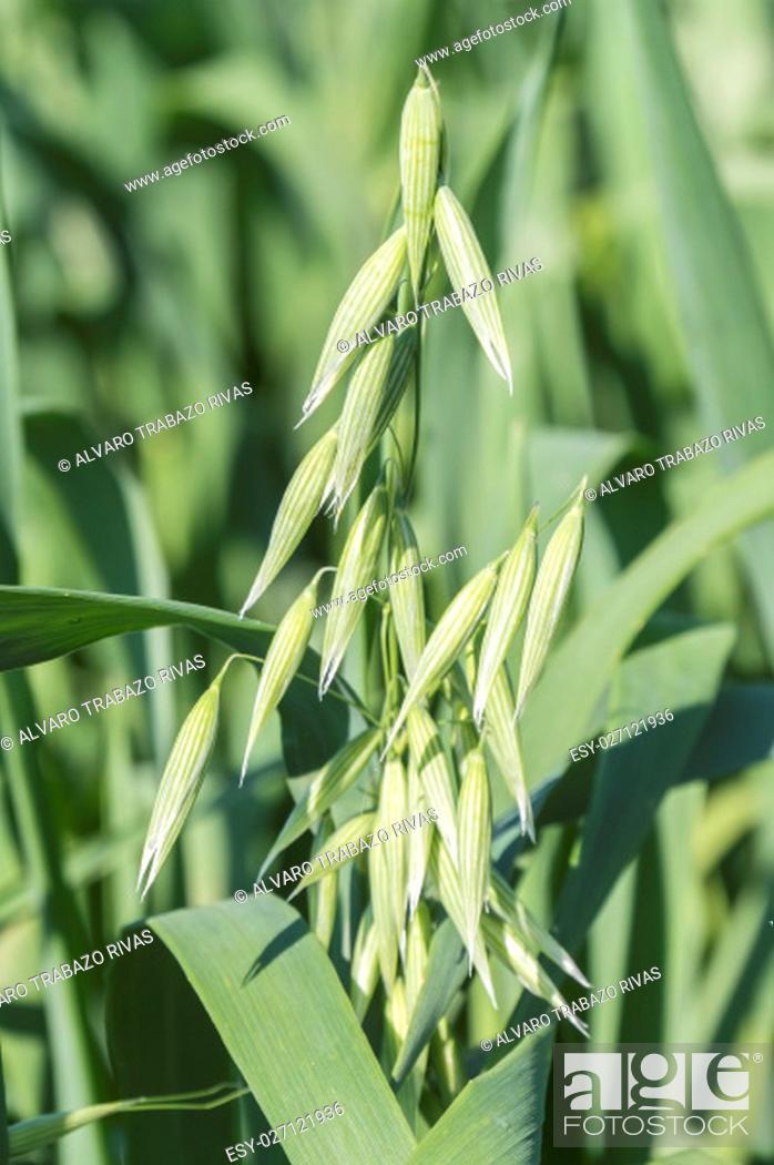 Stock Photo: Unripe Oat harvest, green field.