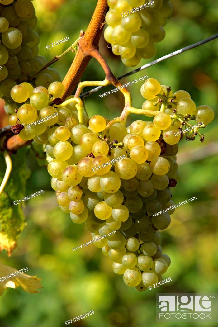 Stock Photo: Seasoned grapes on a grapevine.