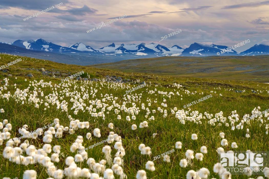 Stock Photo: Landscape with cotton grass and Sarek national park mountains in background in nice light at evening time with storm comming in, along the kings trail.