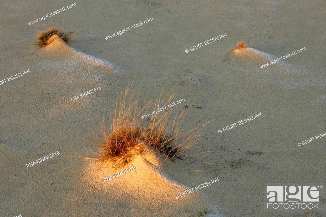 Stock Photo: Grey Hair-grass Corynephorus canescens - Kootwijkerzand, Veluwe, Guelders, The Netherlands, Holland, Europe.