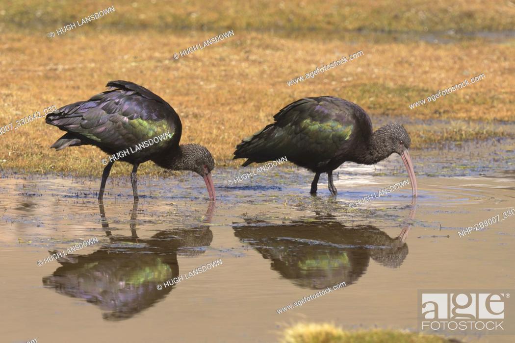 Stock Photo: Pair of Puna Ibis (Plegadis ridgwayi) feeding in a mountain pool in the Salinas and Aguada Blanca National Reservation in the Andes Mountains, Peru.