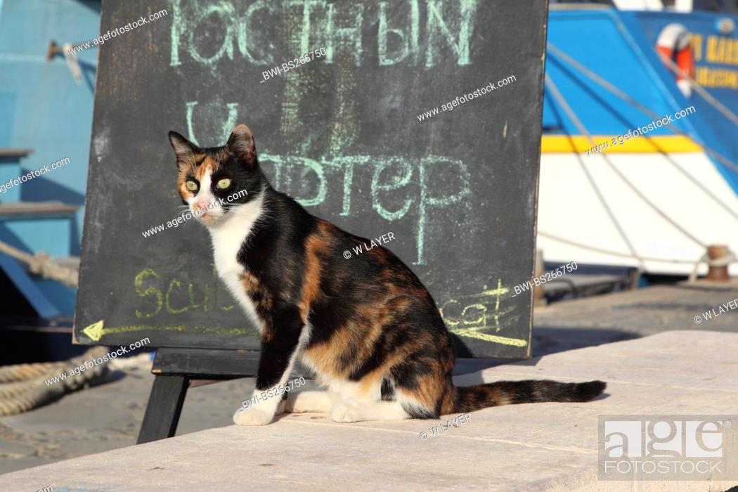 Stock Photo: domestic cat, house cat Felis silvestris f. catus, at the port of Agia Napa, Cyprus.