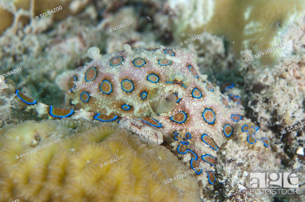 Stock Photo: Greater Blue-ringed Octopus, Hapalochlaena lunulata, Moving along the bottom, Kapalai, Sabah, Borneo, Malaysia.