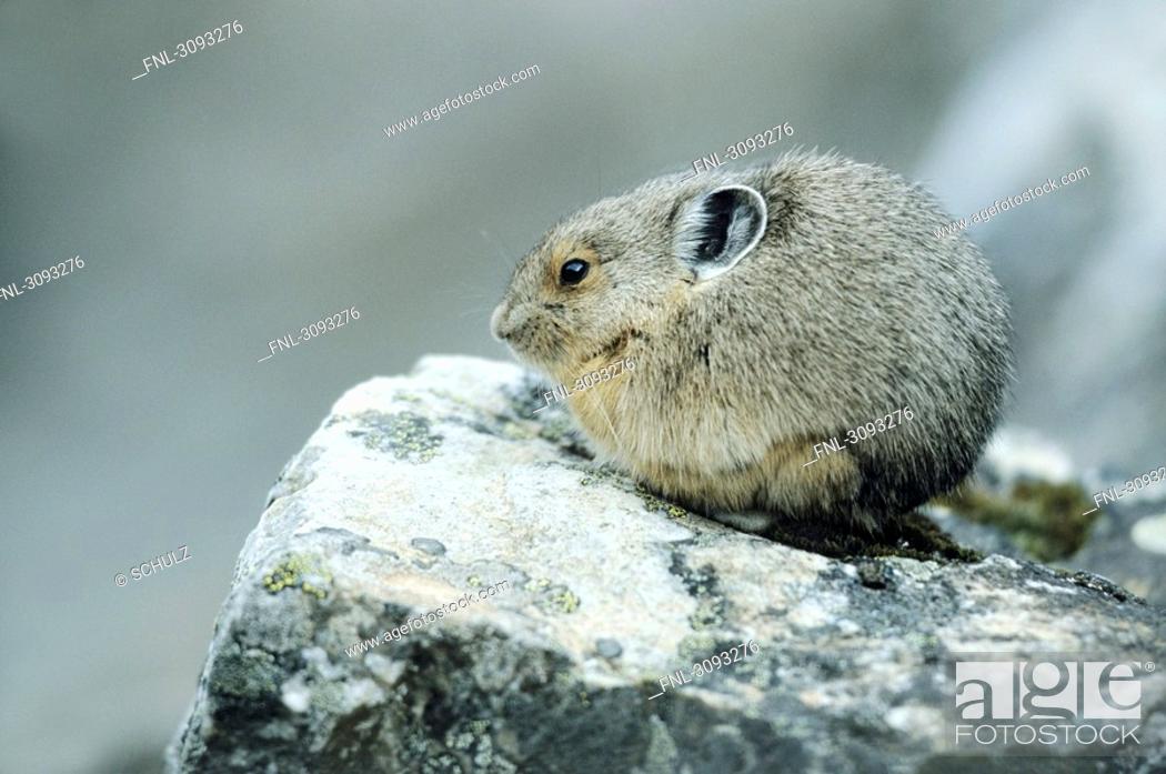 American Pika Ochotona princeps sitting on a stone, Banff National Park,  Alberta, Canada, side view, Stock Photo, Picture And Rights Managed Image.  Pic. FNL-3093276 | agefotostock
