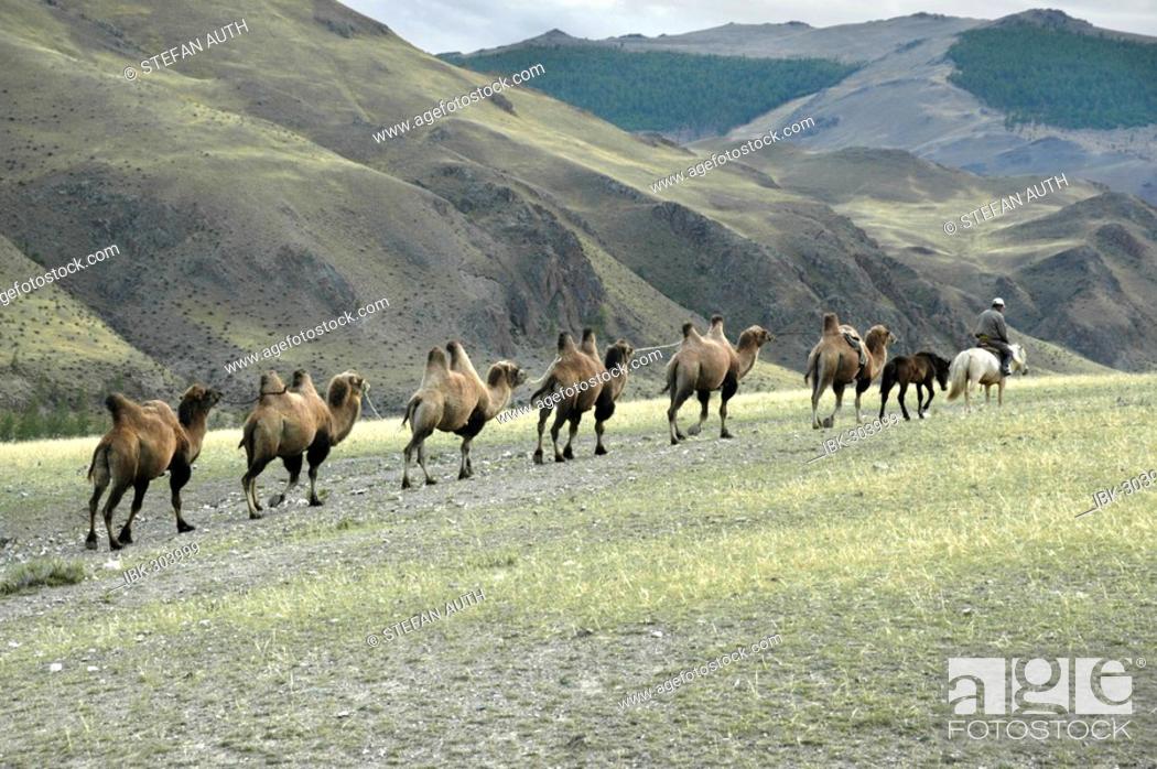 Stock Photo: Caravan of Bactrian camels in the steppe Kharkhiraa Mongolian Altai near Ulaangom Uvs Aymag Mongolia.
