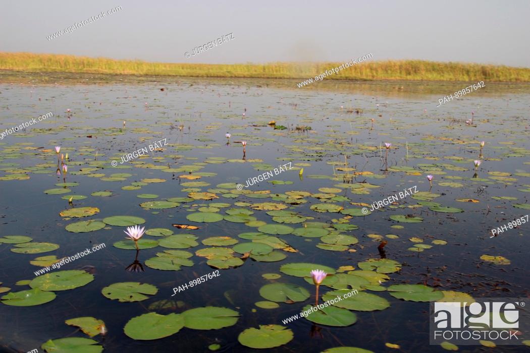 Stock Photo: Water lilies in the swamps of the White Nile river near Nyal, South Sudan, 28 March 2017. The area is located in the South Sudanese state of Unity.
