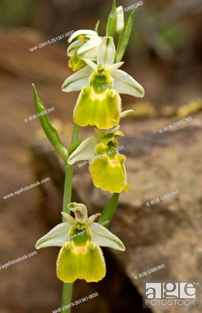 Stock Photo: Albino form of an endemic orchid, Ophrys chestermanii Sardinia, Italy.