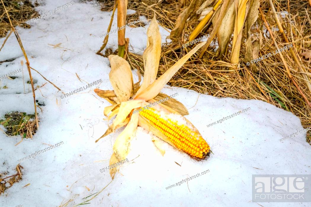 Stock Photo: Yellow corn that has not been harvested due to early snowfall, climate change.
