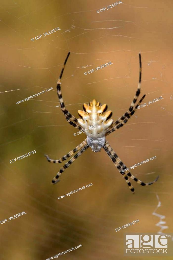Photo de stock: Spider (Argiope lobata).