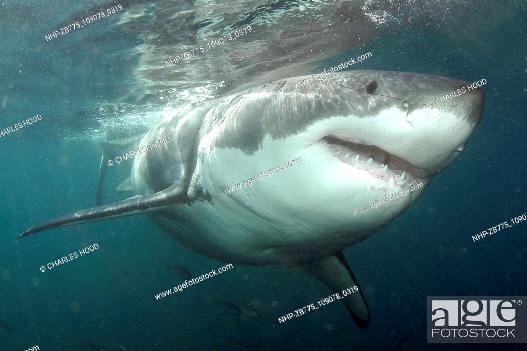 Stock Photo: Great white shark     Date: 07/11/2003  Ref: ZB775-109078-0319  COMPULSORY CREDIT: Oceans Image/Photoshot.