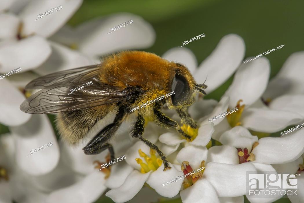 Stock Photo: Narcissus Bulb Fly (Merodon equestris) male on Evergreen candytuft (Iberis sempervirens), Baden-Württemberg, Germany, Europe.