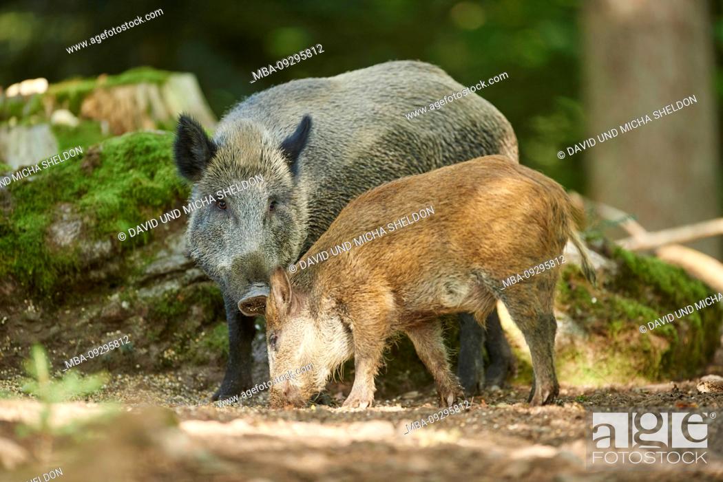 Stock Photo: Wild boars, Sus scrofa, standing, sideways, full body shot, Bavarian Forest,.
