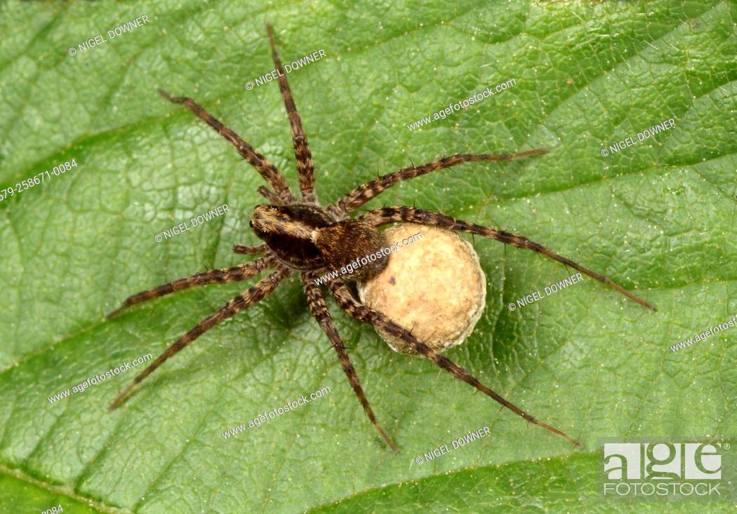 Stock Photo: Close-up of a female Spotted wolf spider (Pardosa amentata) carrying its egg sac in a woodand habitat in Norfolk.