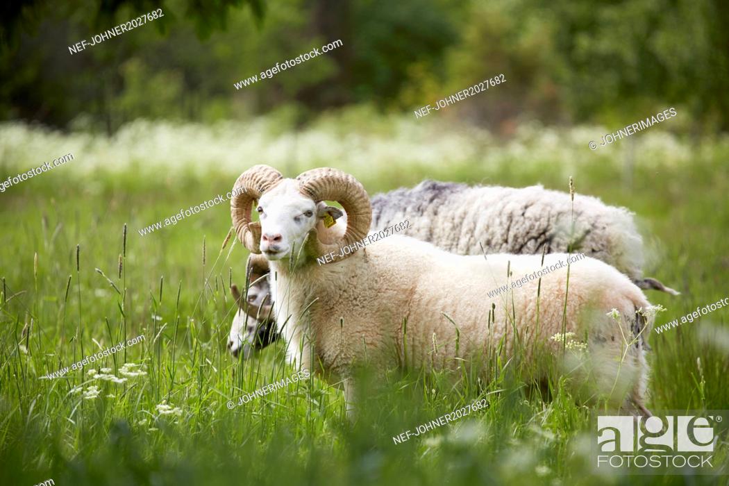 Stock Photo: Ram on meadow.