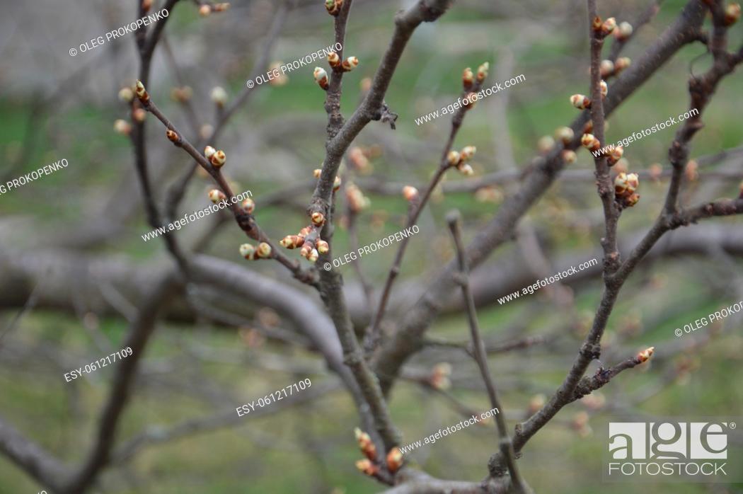 Stock Photo: Bloomed buds and flowers of trees in spring in a the garden.
