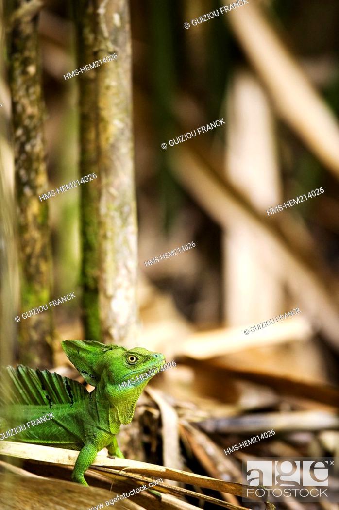 Stock Photo: Costa Rica, Limon Province, Caribbean coast, journey on the Estrella Delta canals at 10 km from Cahuita, green basilisk Basiliscus plumifrons called the Jesus.