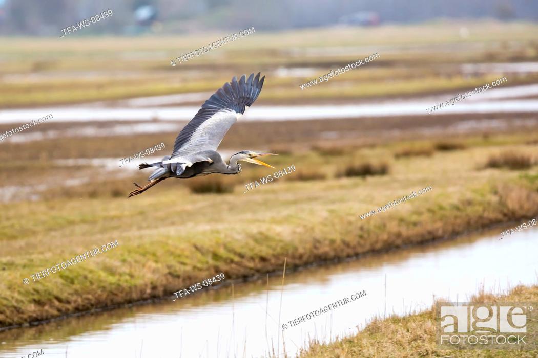Imagen: grey heron.