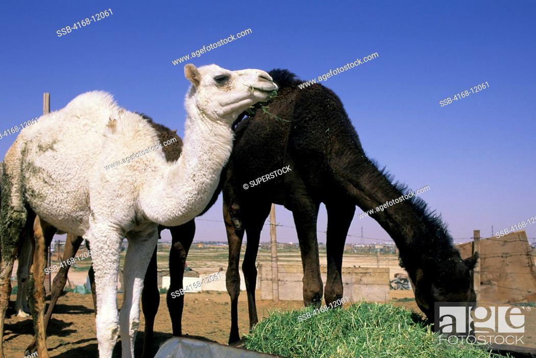 Saudi Arabia, Near Riyadh, Camel Market, Black And White Camels, Stock  Photo, Picture And Rights Managed Image. Pic. SSB-4168-12061 | agefotostock