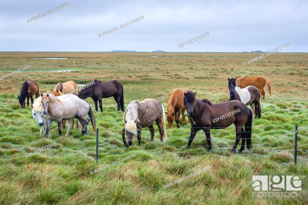 Imagen: Icelandic horses near Eyrarbakki fishing village on the south coast of Iceland.