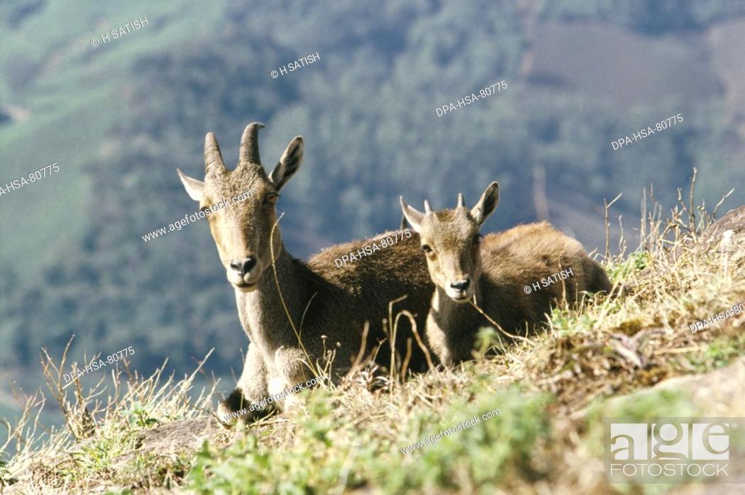 Nilgai and Young Boselaphus tragocamelus , Ooty , Tamil Nadu , india, Stock  Photo, Picture And Rights Managed Image. Pic. DPA-HSA-80775 | agefotostock
