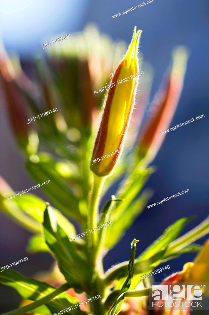Stock Photo: Flowering evening primrose.