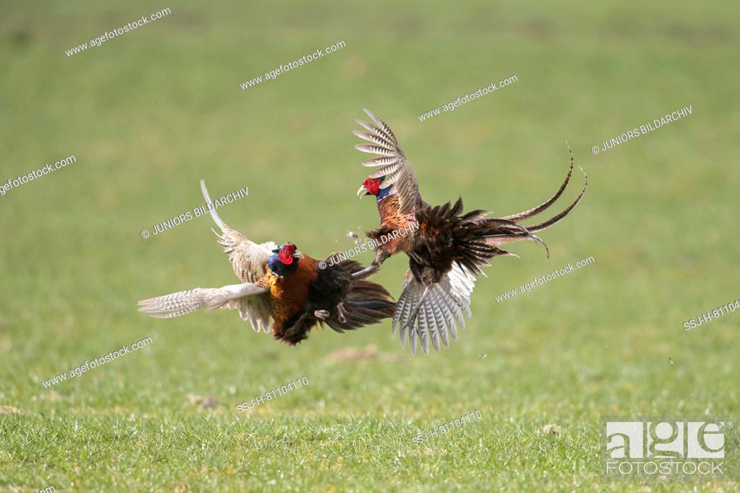Stock Photo: Pheasant, Common Pheasant (Phasianus colchicus). Two cock birds fighting. Germany.