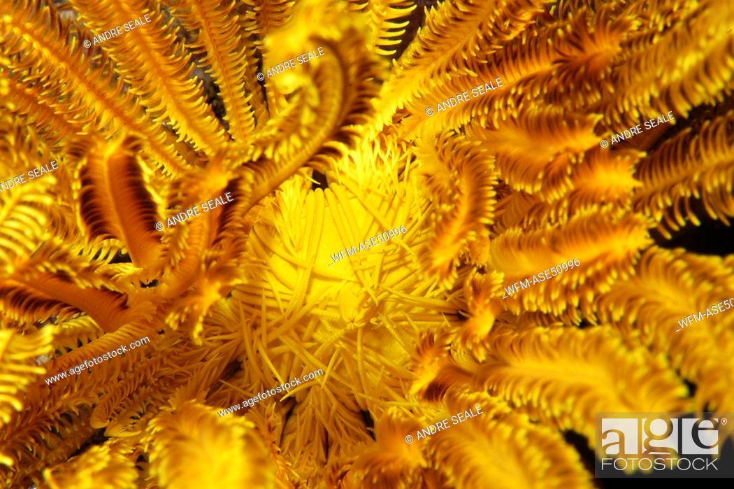 Stock Photo: Feather Star, Crinoid, Oxycomanthus bennetti, West Escarceo, Puerto Galera, Mindoro, Philippines.