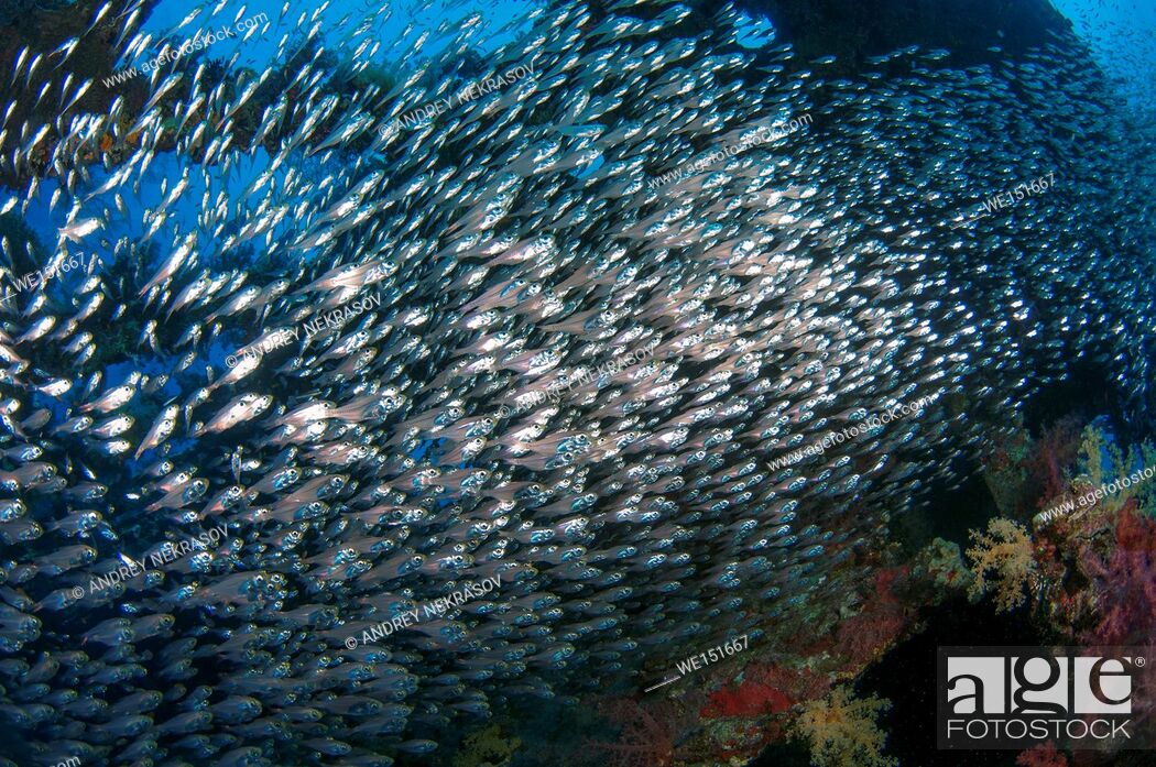 Stock Photo: large school of fish Pigmy Sweepers (Parapriacanthus ransonneti) on shipwreck background, Red Sea, Egypt.