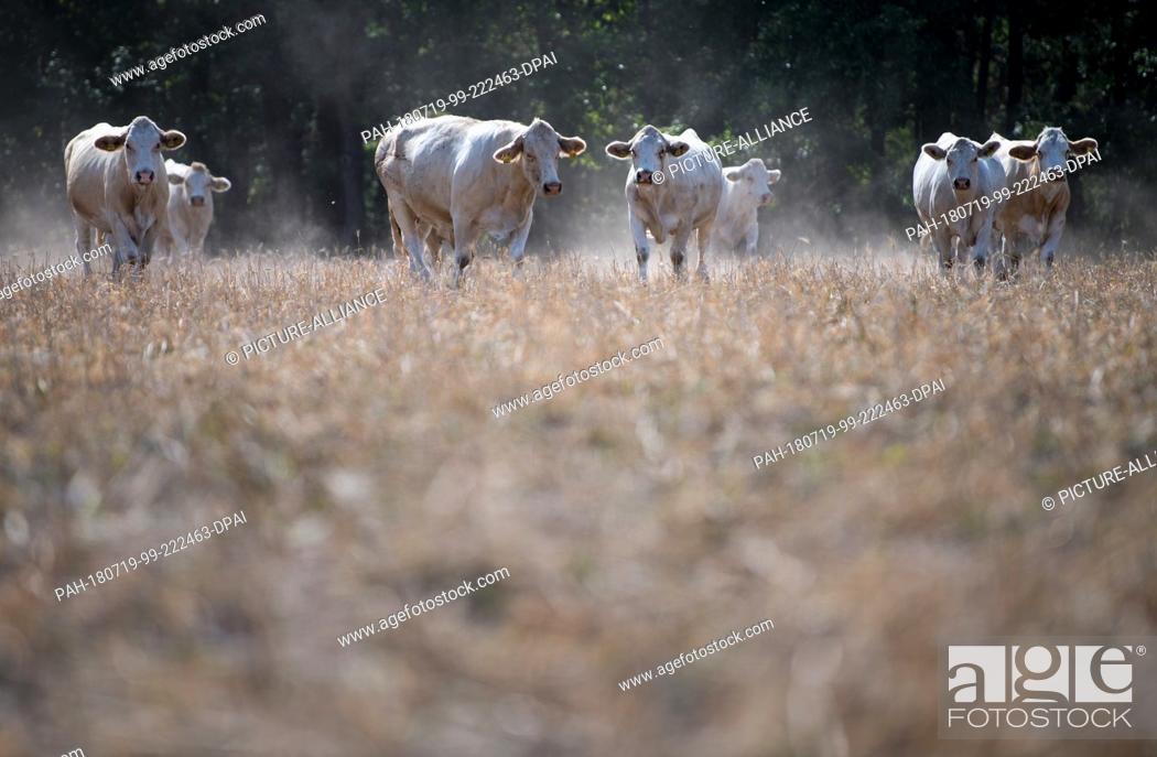 Stock Photo: 18 July 2018, Germany, Wildenhain: Cows of the Agrarprodukte eG cattle raisers' group standing on a dry meadow, over which clouds of dust have formed.