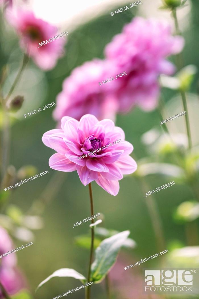 Stock Photo: Pink flowering dahlia, close-up, dahlia.