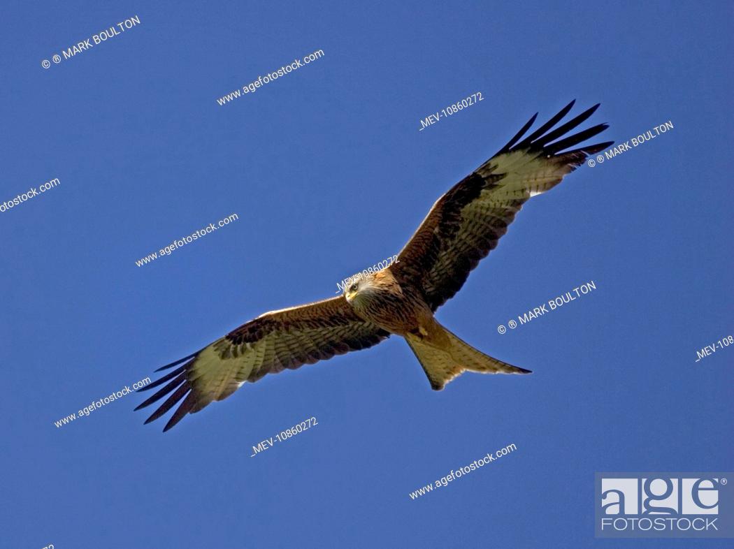 Stock Photo: Red Kite in flight at RSPB site Wales (Milvus milvus ). at Gigrin Farm, Rhayade, r Powys, Mid-Wales where up to 300 red kites congregate for their daily feed.