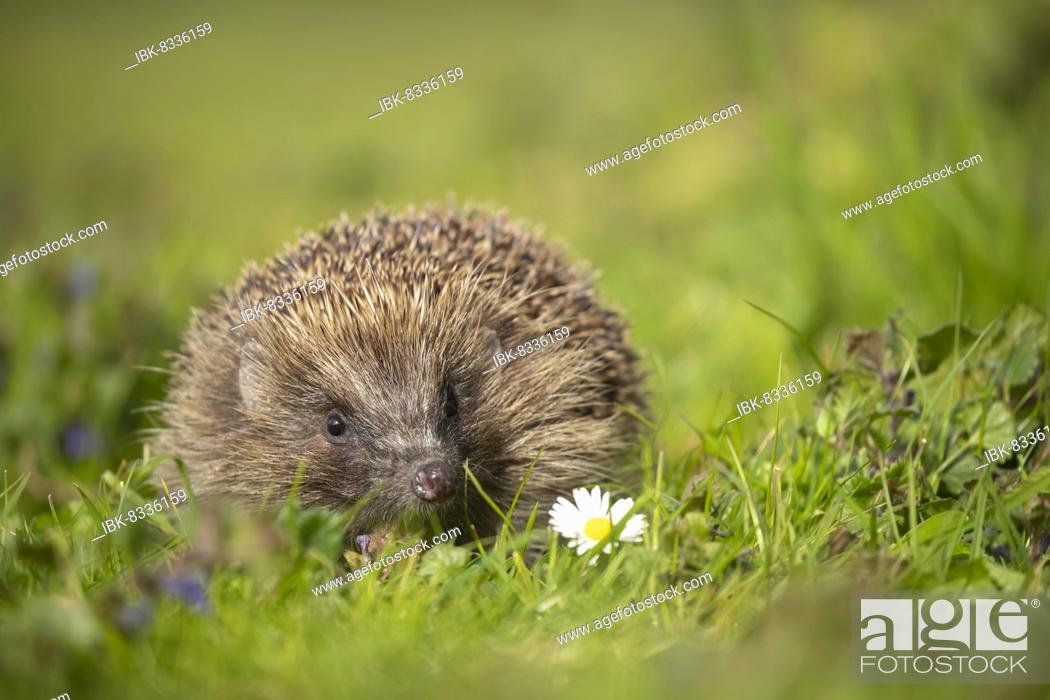 Stock Photo: European hedgehog (Erinaceus europaeus) adult walking in a meadow with Spring flowers, Suffolk, England, United Kingdom, Europe.