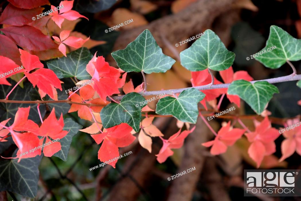 Stock Photo: Color Image, Nature, Autumn, Wine, Coloured, Colorful, Leaf, Red, Botany, Ivy, Blatt, Bunt, Wilder, Grum, Vine Leaf, Efeu, Colors, Rot, Herbst