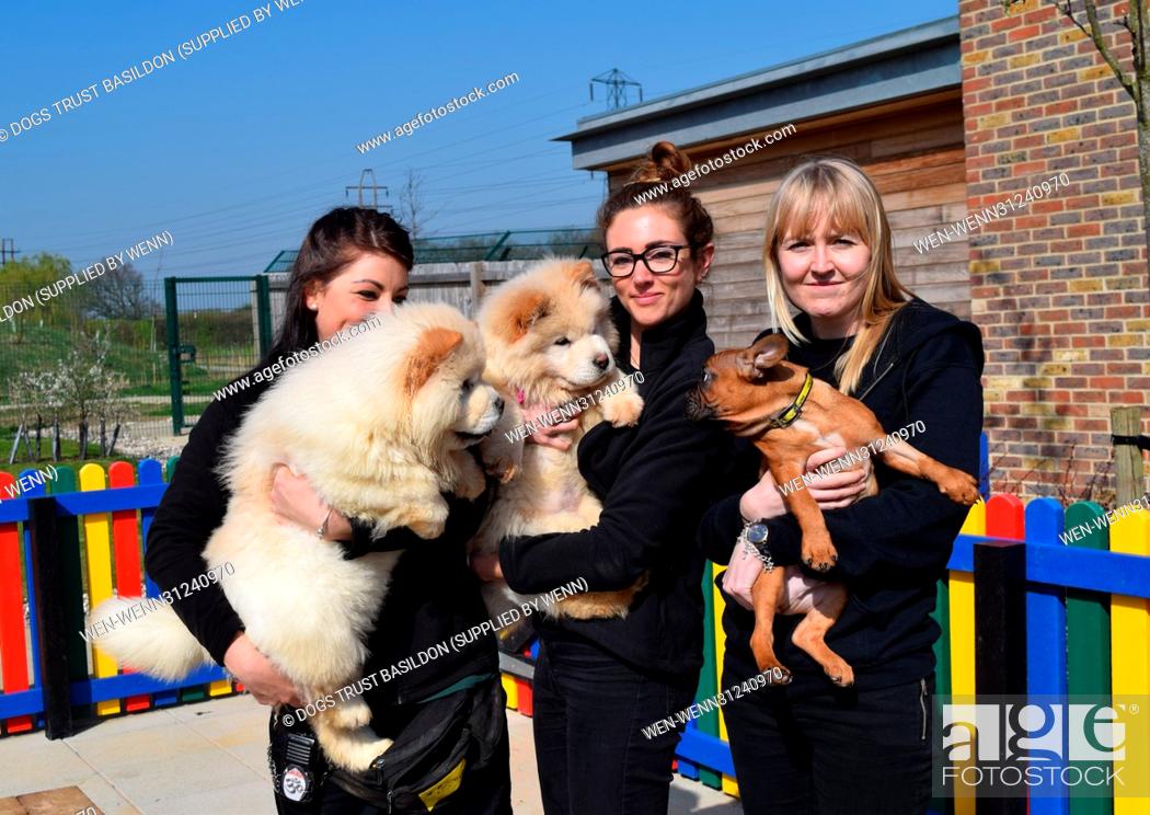 Stock Photo: A Wickford-based dog charity has unveiled a new puppy playground offering the youngsters in its care a safe place to have fun and frolics.