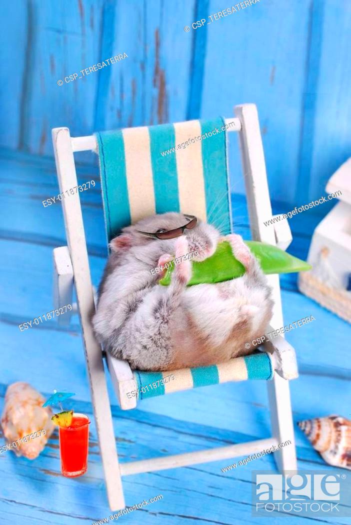 funny hamster relaxing on summer holidays, Stock Photo, Picture And Low  Budget Royalty Free Image. Pic. ESY-011873279 | agefotostock