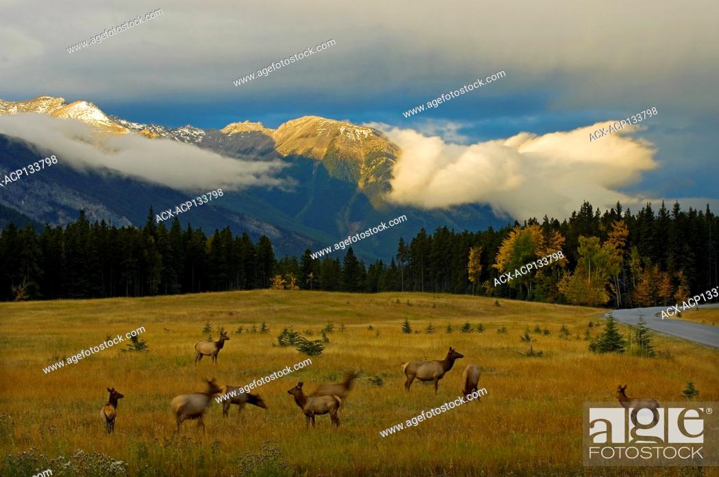Stock Photo: Elk in meadow on Minnewanka Road and Mt. Rundle in background Banff National Park, Alberta, Canada.