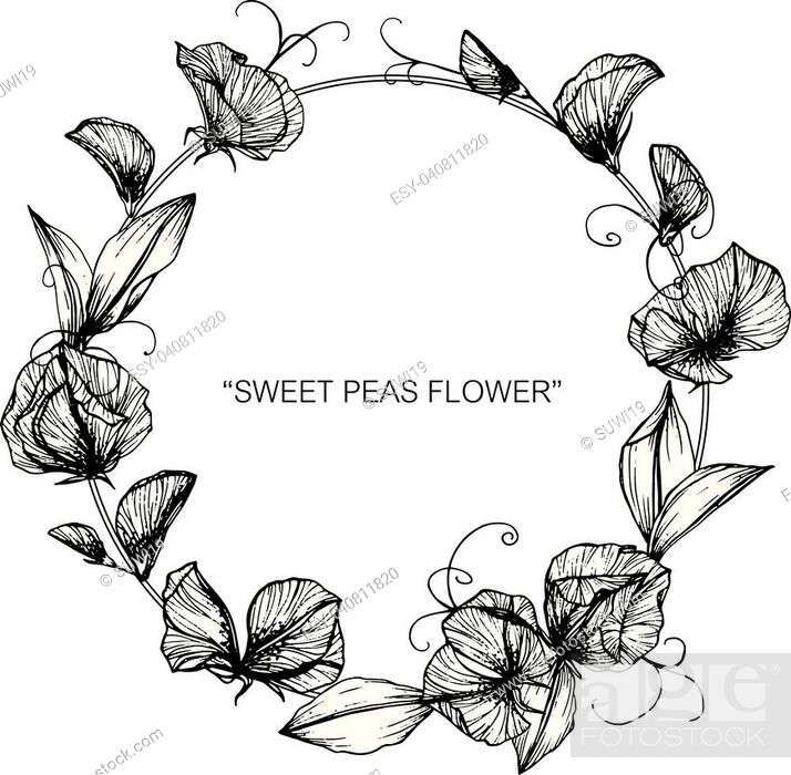 Pea Plant PNG - sweet-pea-plant mendel-pea-plants snow-pea-plants green-pea- plant cartoon-pea-plant purebred-pea-plant pea-plant-borders pea-plant-animation  pea-plant-background pea-plant-family pea-plant-illustration pea-plant-white  pea-plant-font pea ...