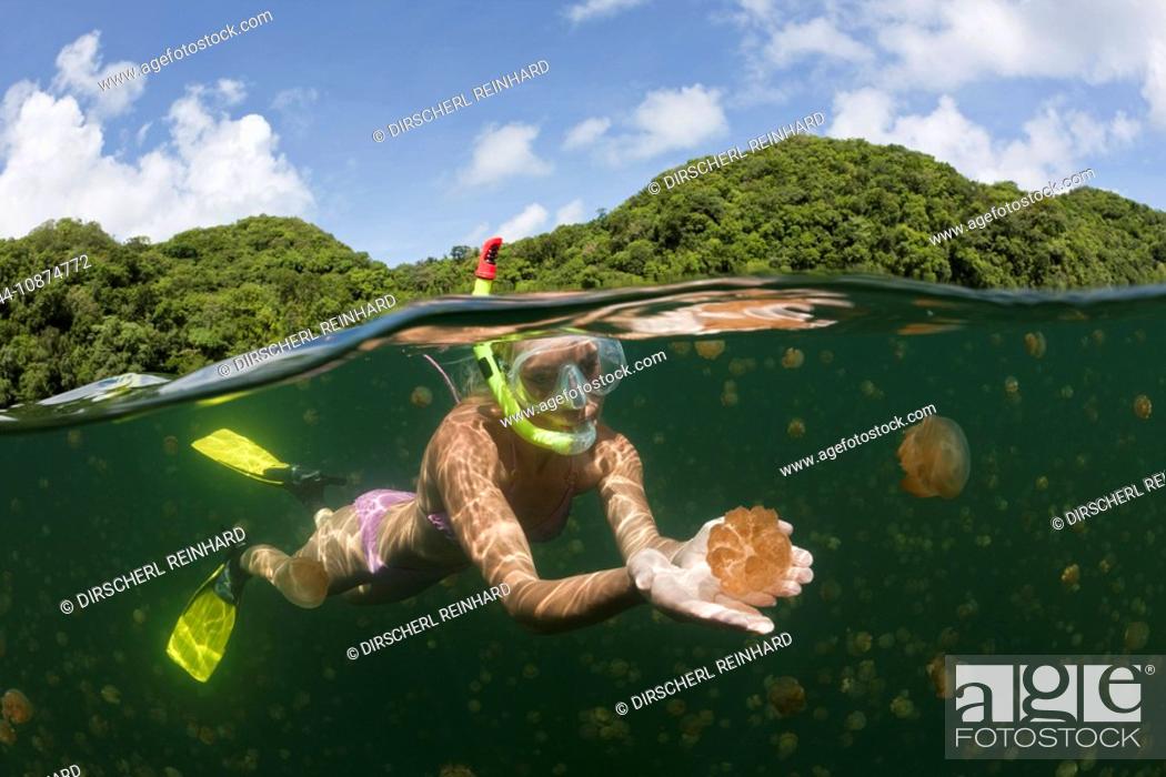 Stock Photo: Schwimmen zwischen Quallen, Mastigias papua etpisonii, Quallensee, Mikronesien, Palau, Swimming with Jellyfishes, Mastigias papua etpisonii, Jellyfish Lake.