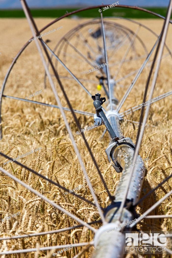 Stock Photo: Moreland, Idaho - Irrigation equipment in an Idaho wheat field.