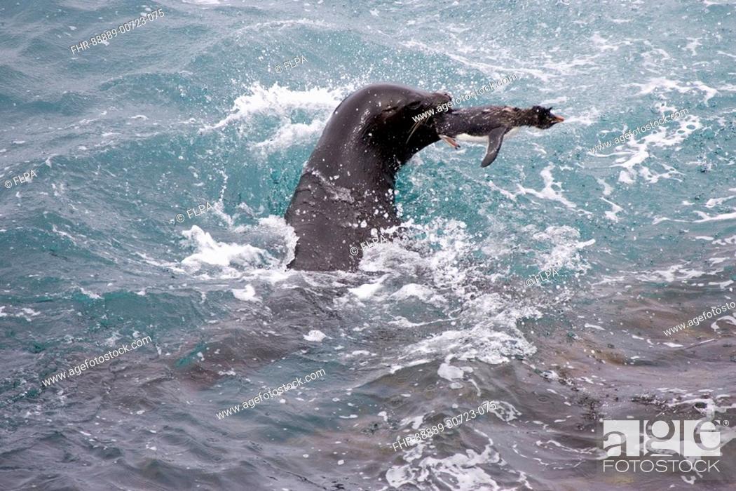 Stock Photo: Southern Sea Lion, Otaria flavescens, killing, Rockhopper penguin, Falklands,.