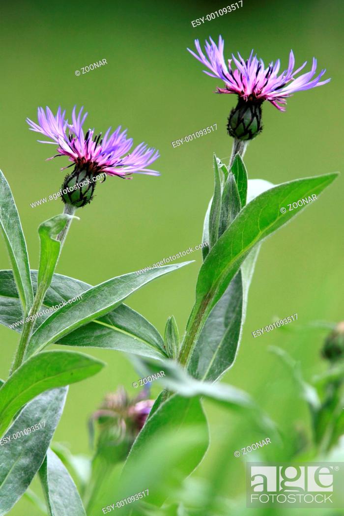 Stock Photo: Perennial Cornflower.