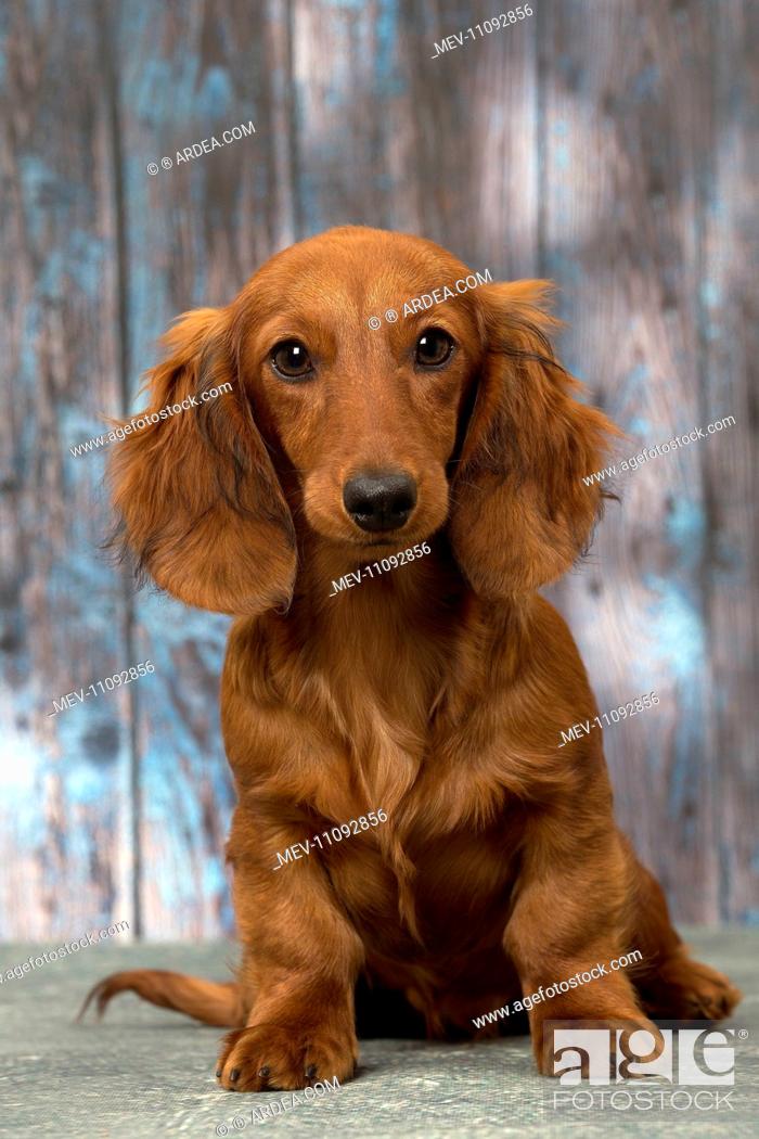 Dog Long Haired Dachshund puppy, Stock Photo, Picture And Rights Managed  Image. Pic. MEV-11092856 | agefotostock