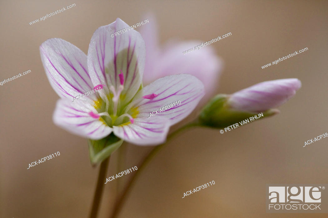 Stock Photo: Carolina Spring Beauty Claytonia caroliniana.