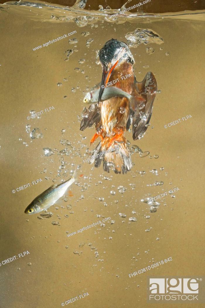 Stock Photo: Common Kingfisher (Alcedo atthis) adult male, underwater, returning to surface with Common Rudd (Scardinius erythrophthalmus) prey in beak, Suffolk, England.