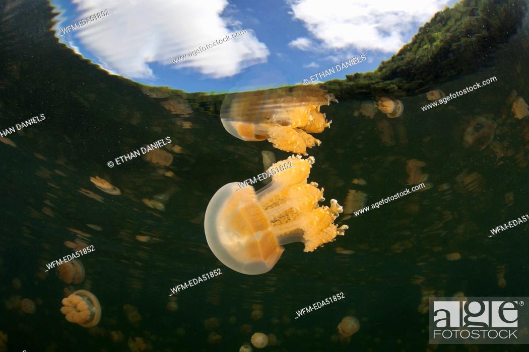 Stock Photo: Mastigias Jellyfish in Jellyfish Lake, Mastigias papua etpisonii, Micronesia, Palau.