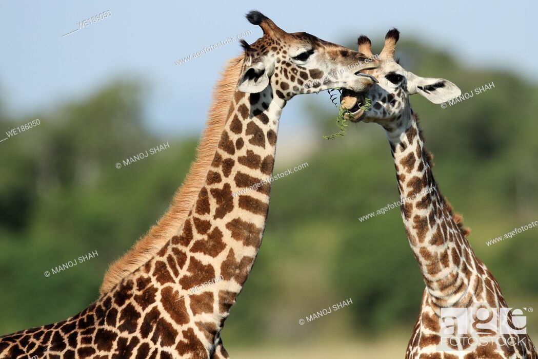 The tallest animal in the world which browses on tree leaves and twigs,  Stock Photo, Picture And Royalty Free Image. Pic. WE186050 | agefotostock