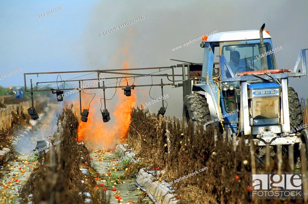 Stock Photo: Farmer burning off old tomato field to prepare for planting new crop - Ruskin, Florida.