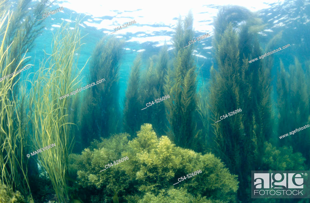 Stock Photo: Thongweed (Himanthalia elongata), Brown Seaweed (Cystoseira baccata) and macroalgae (Sargassum muticum). Galicia, Spain.