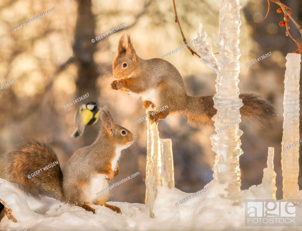 Stock Photo: red squirrels standing on top, down and in between icicles with a blurry flying great tit.