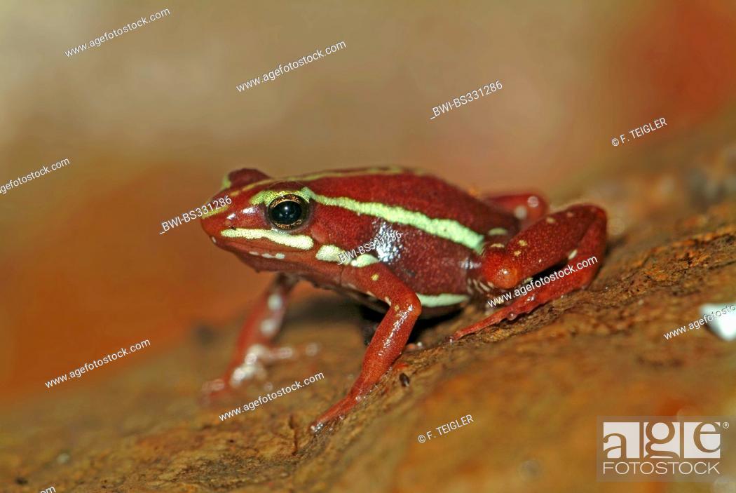 Stock Photo: phantasmal poison frog (Epipedobates tricolor), on a stone.